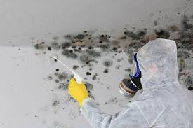 Best Crawl Space Mold Remediation  in Bear Creek, AK